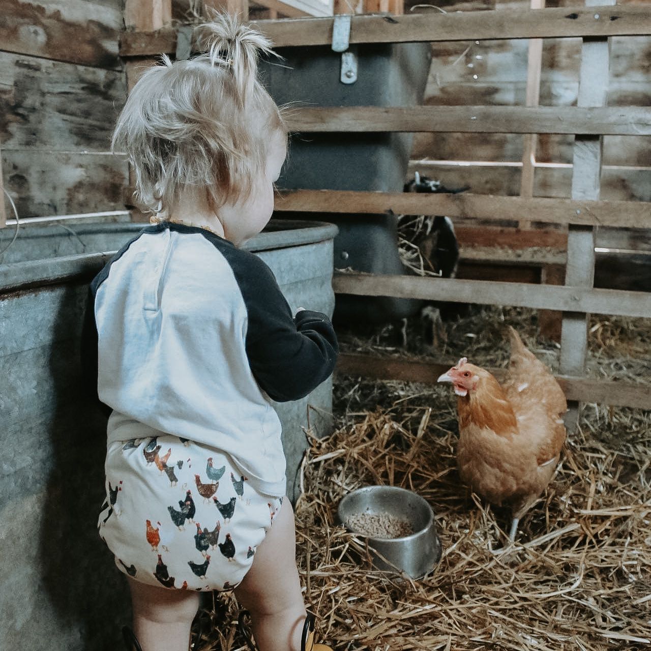 Swim - Chickens